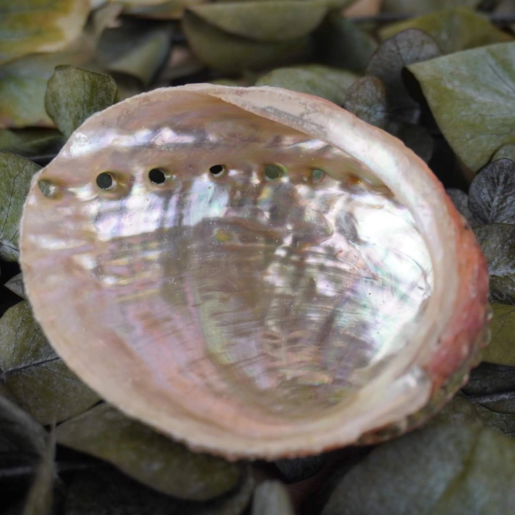 Geöffnete Abalone Muschel präsentiert auf grünen Eukalyptusblättern