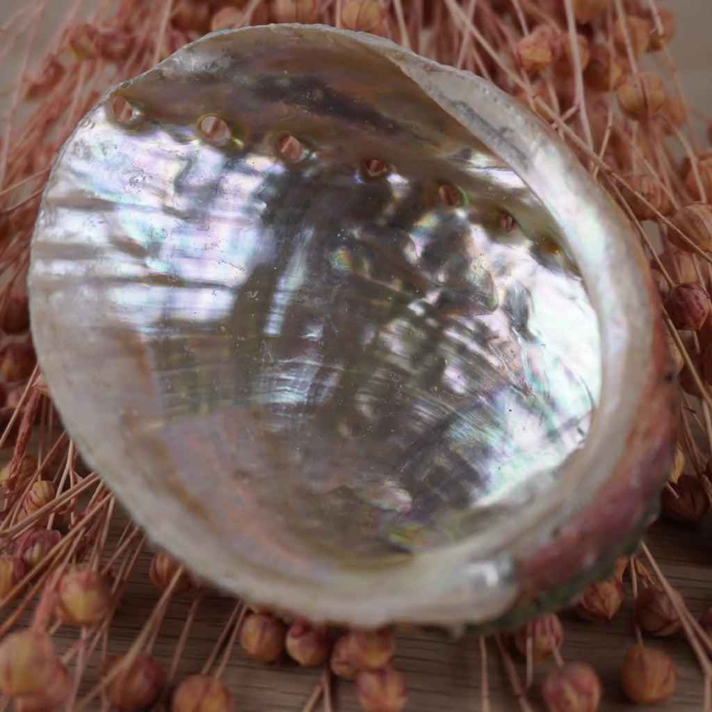 Abalone Muschel auf rosa getrockneten Gräsern arrangiert