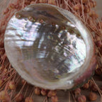 Abalone Muschel auf rosa getrockneten Gräsern arrangiert