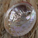 Abalone Muschel auf hellen Naturfasern liegend