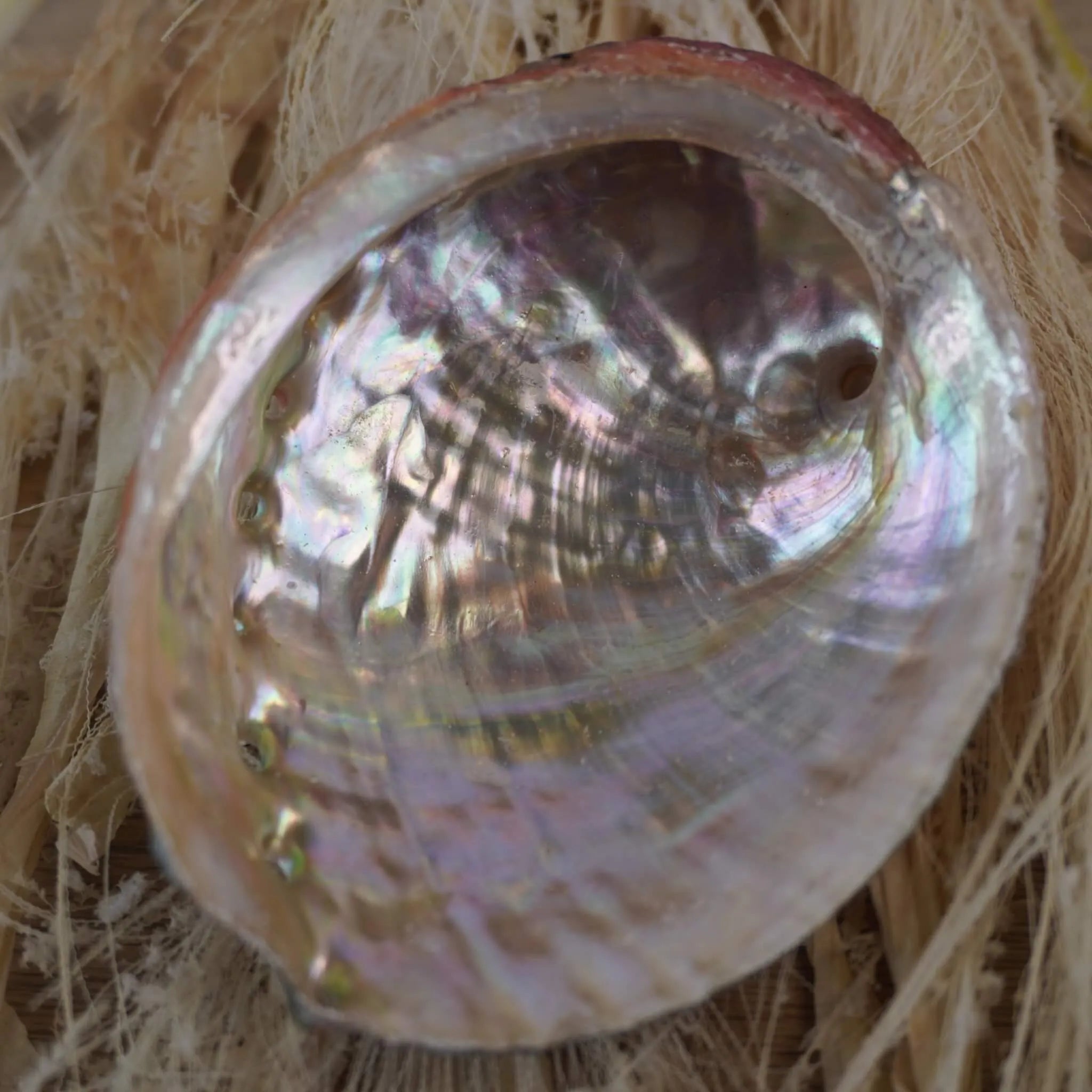 Abalone Muschel auf hellen Naturfasern liegend