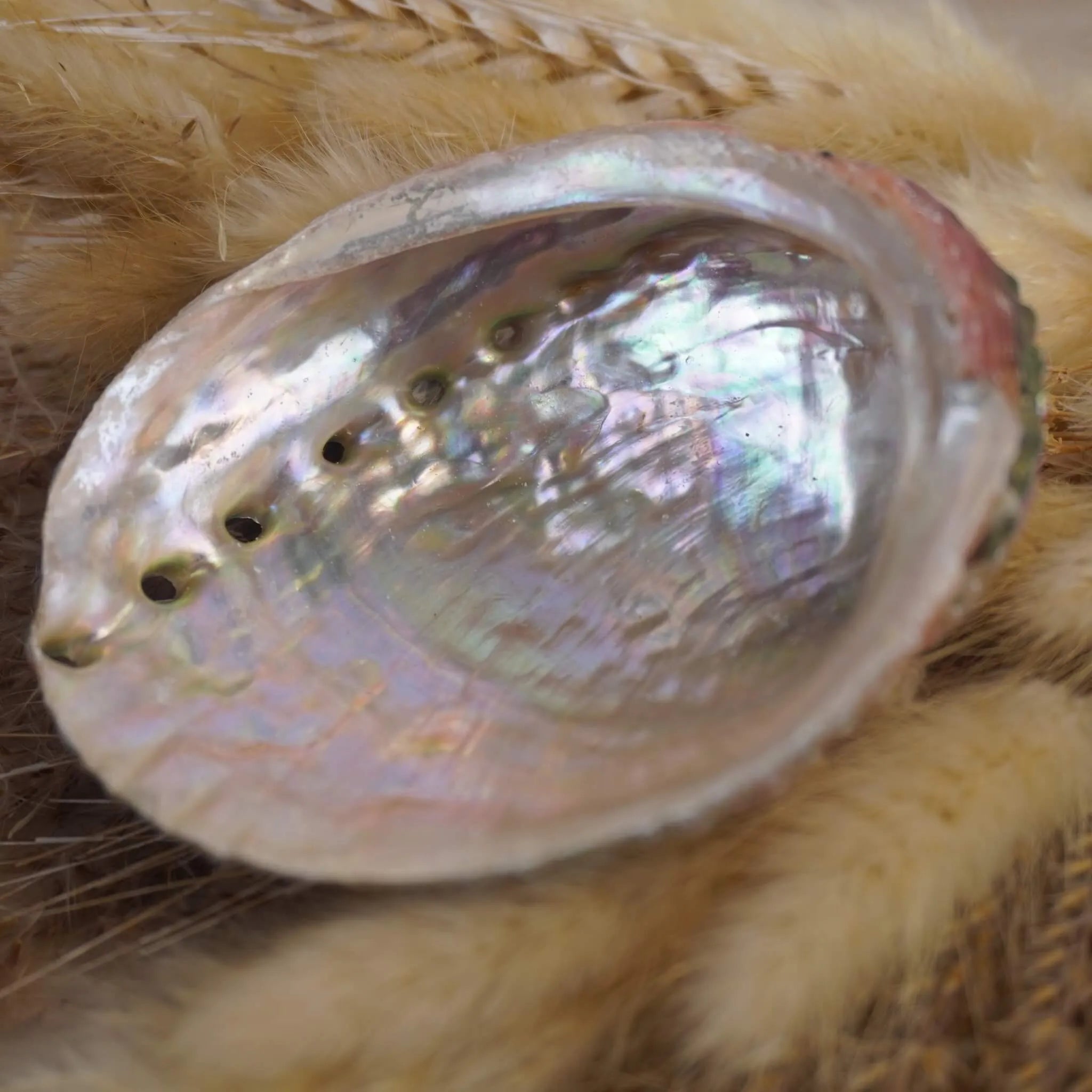 Abalone Muschel auf beigen flauschigen Trockenpflanzen dekoriert