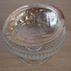 Abalone Muschel von oben auf einem gläsernen Ständer fotografiert