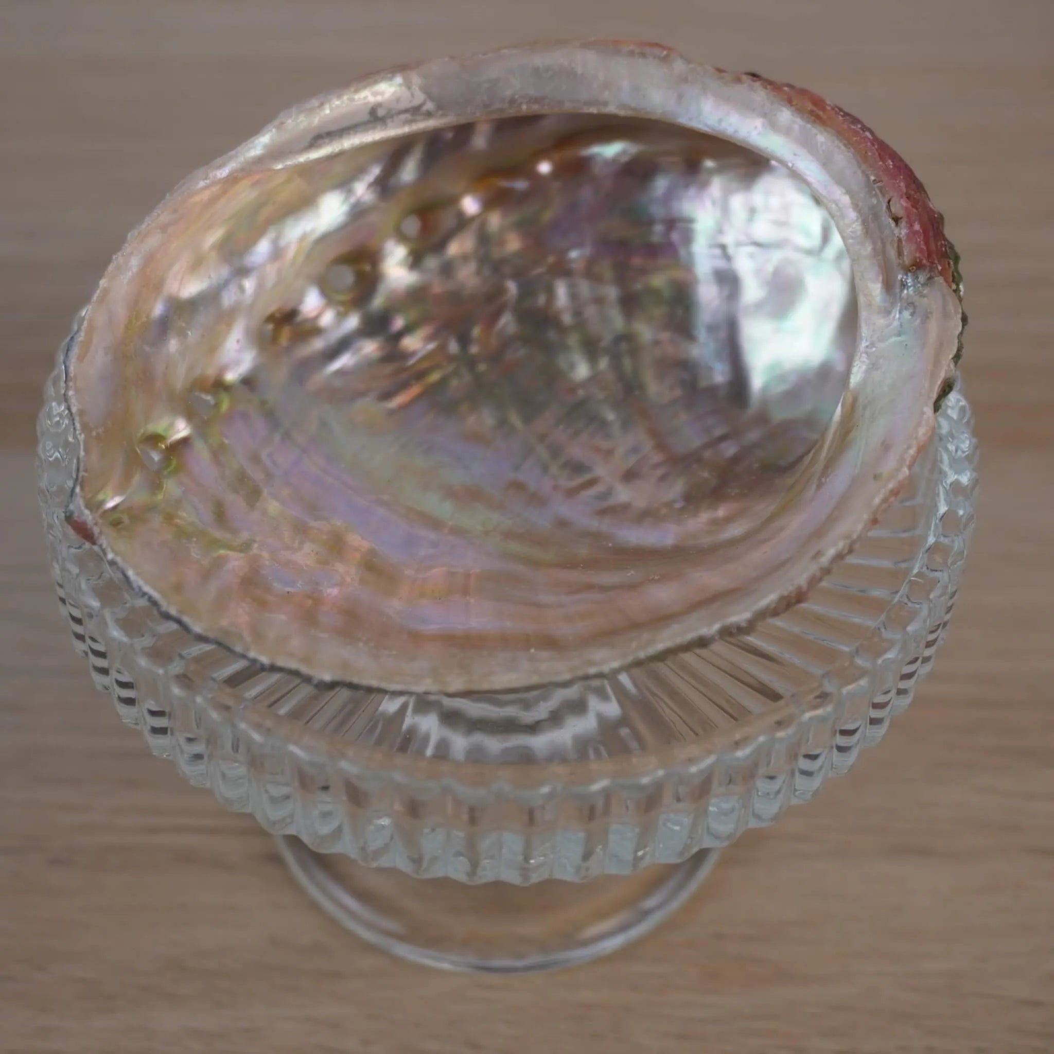 Abalone Muschel von oben auf einem gläsernen Ständer fotografiert