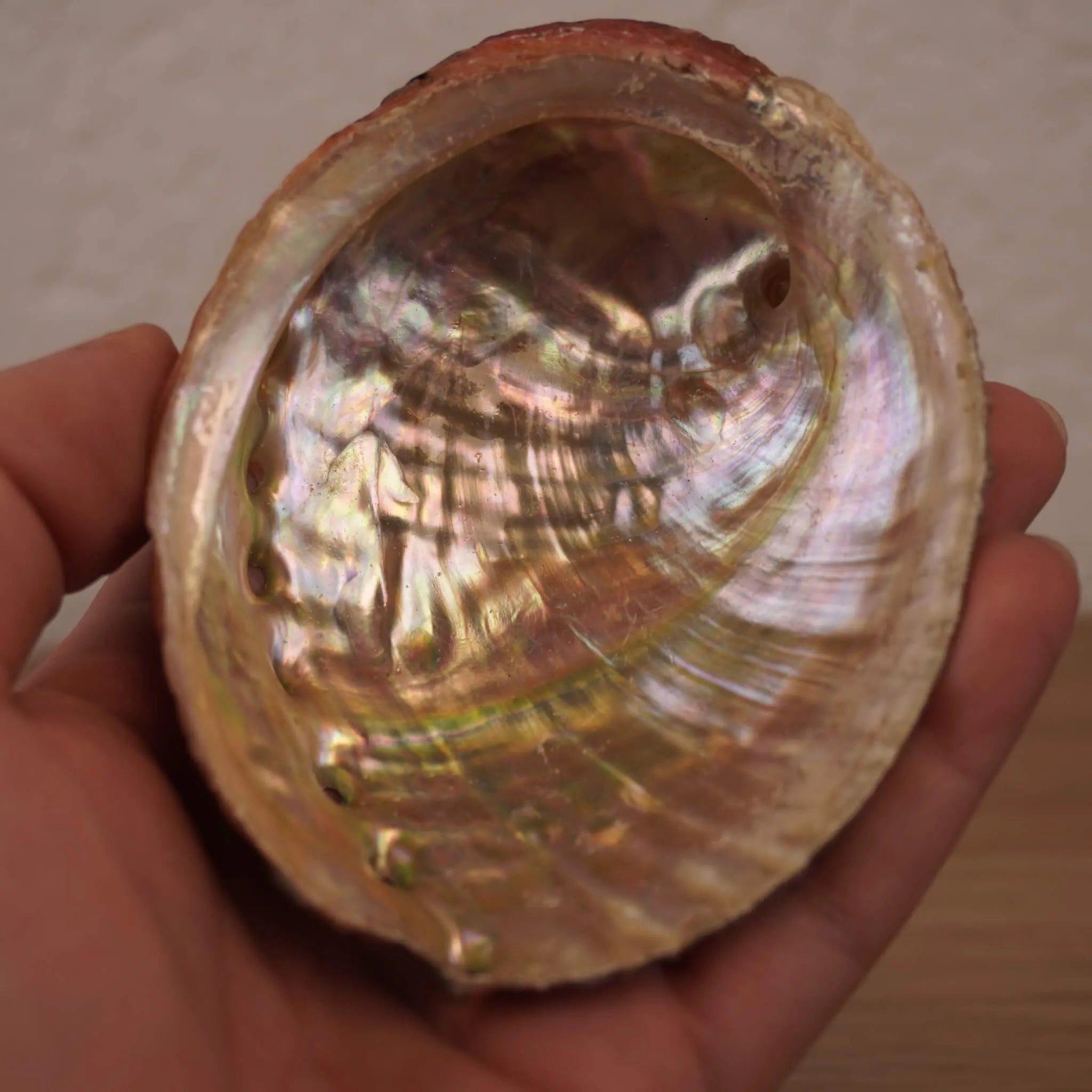 Geöffnete schimmernde Abalone Muschel in einer Hand gehalten