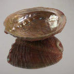 Abalone Muschel mit schimmernder Innenseite und Spiegelung auf glänzender Fläche