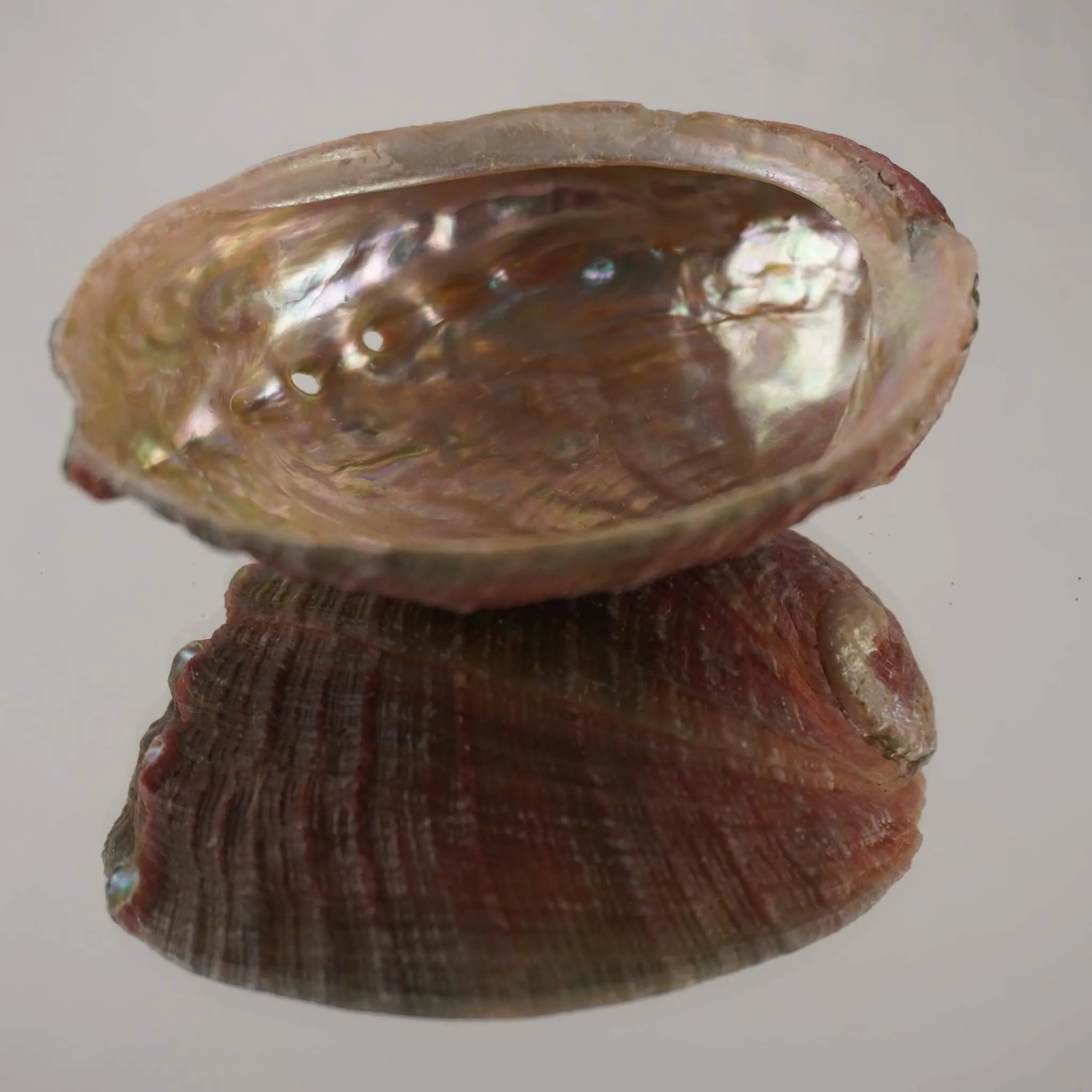Abalone Muschel mit schimmernder Innenseite und Spiegelung auf glänzender Fläche