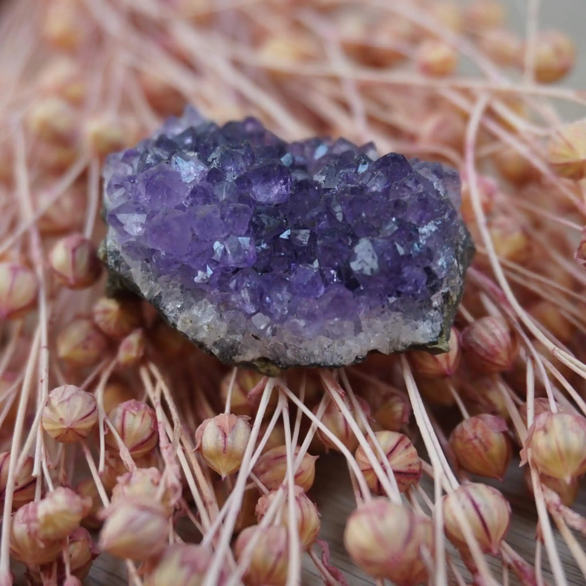 Amethystdruse auf rosa Blütenknospen