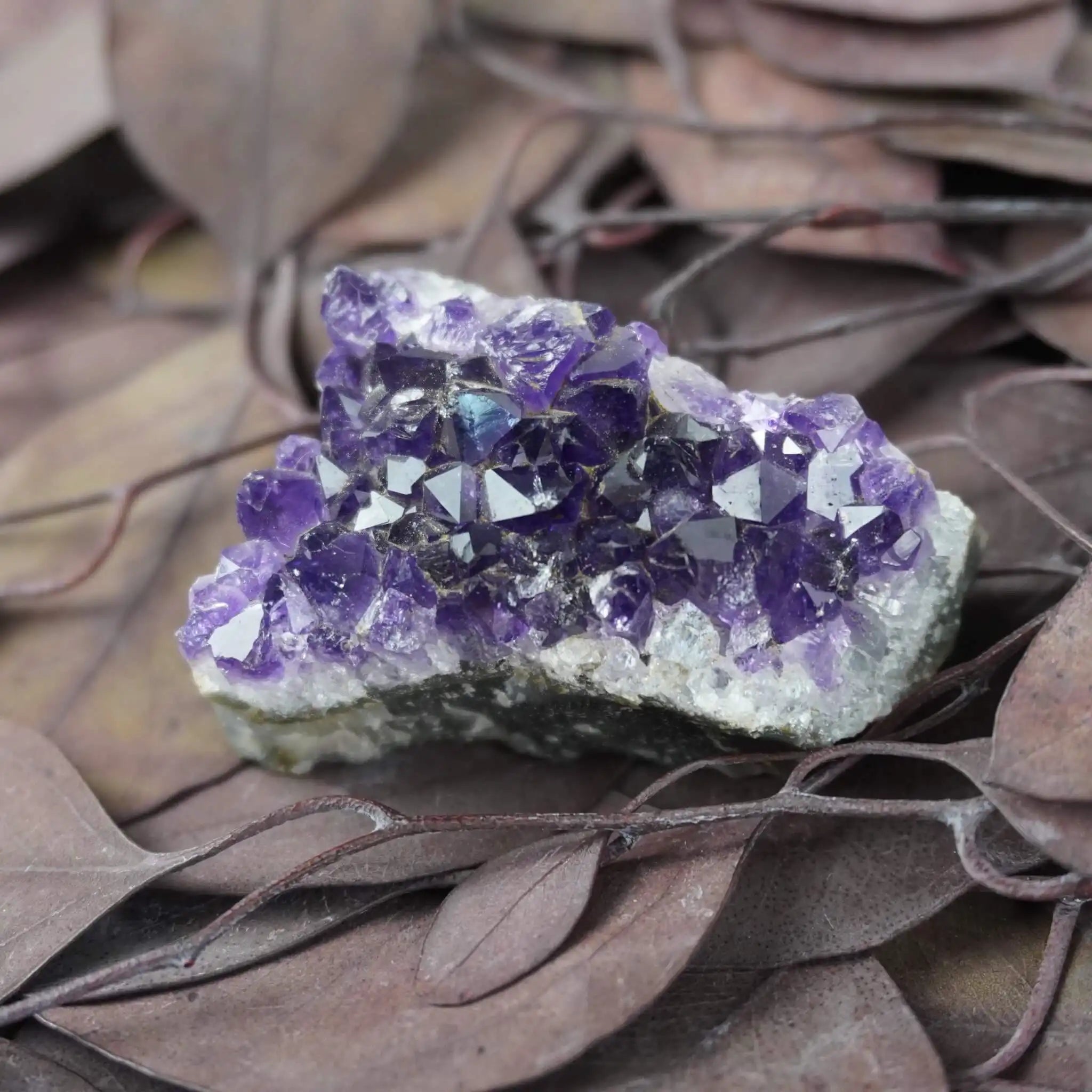 Amethystdruse auf braunen Blättern