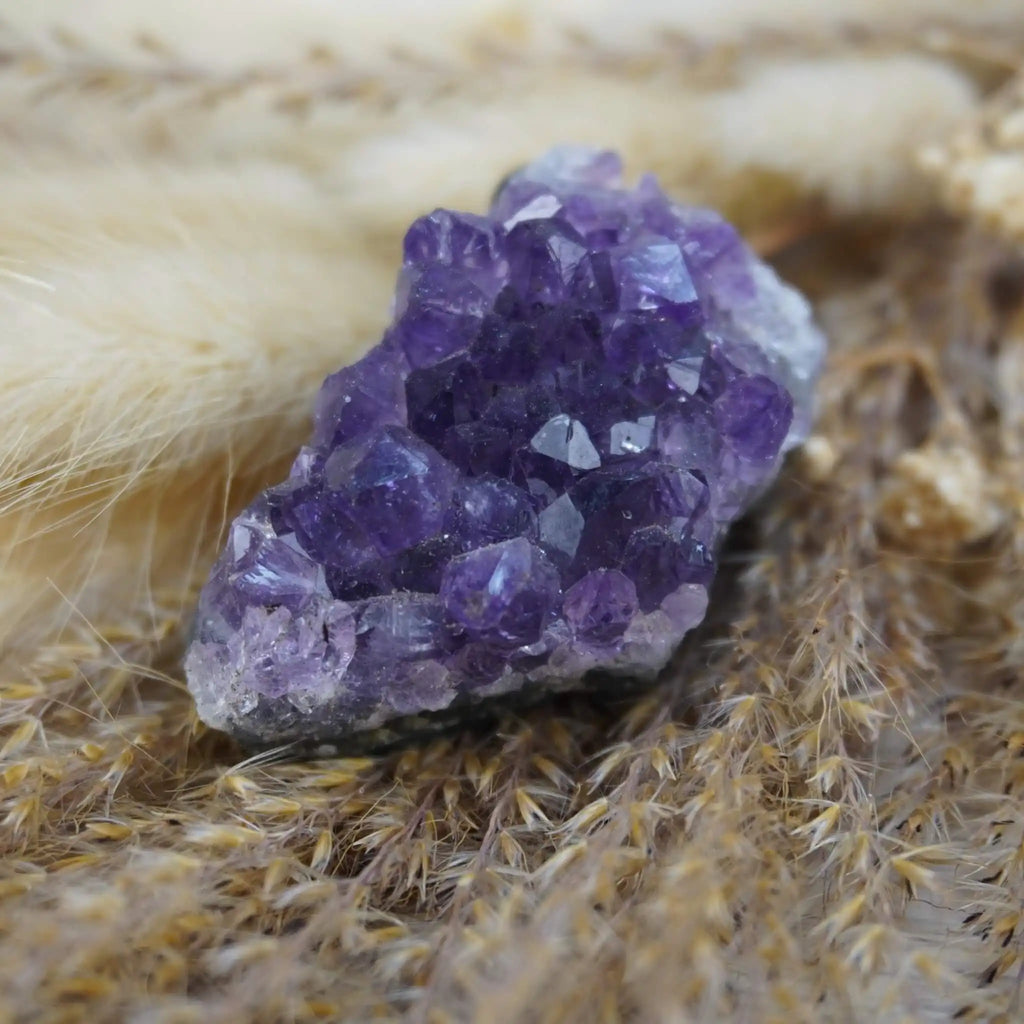 Amethystdruse auf getrocknetem Ziergras