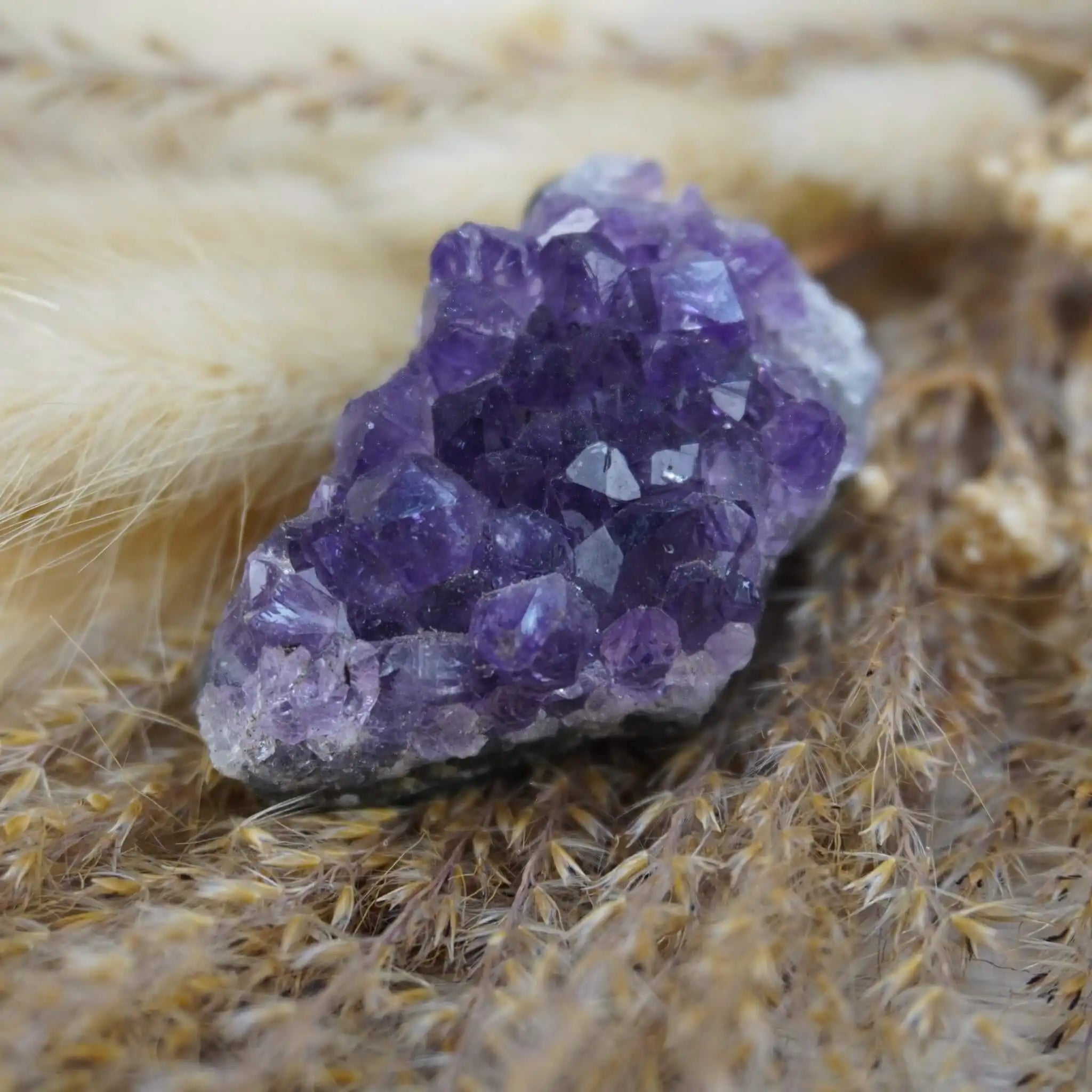 Amethystdruse auf getrocknetem Ziergras