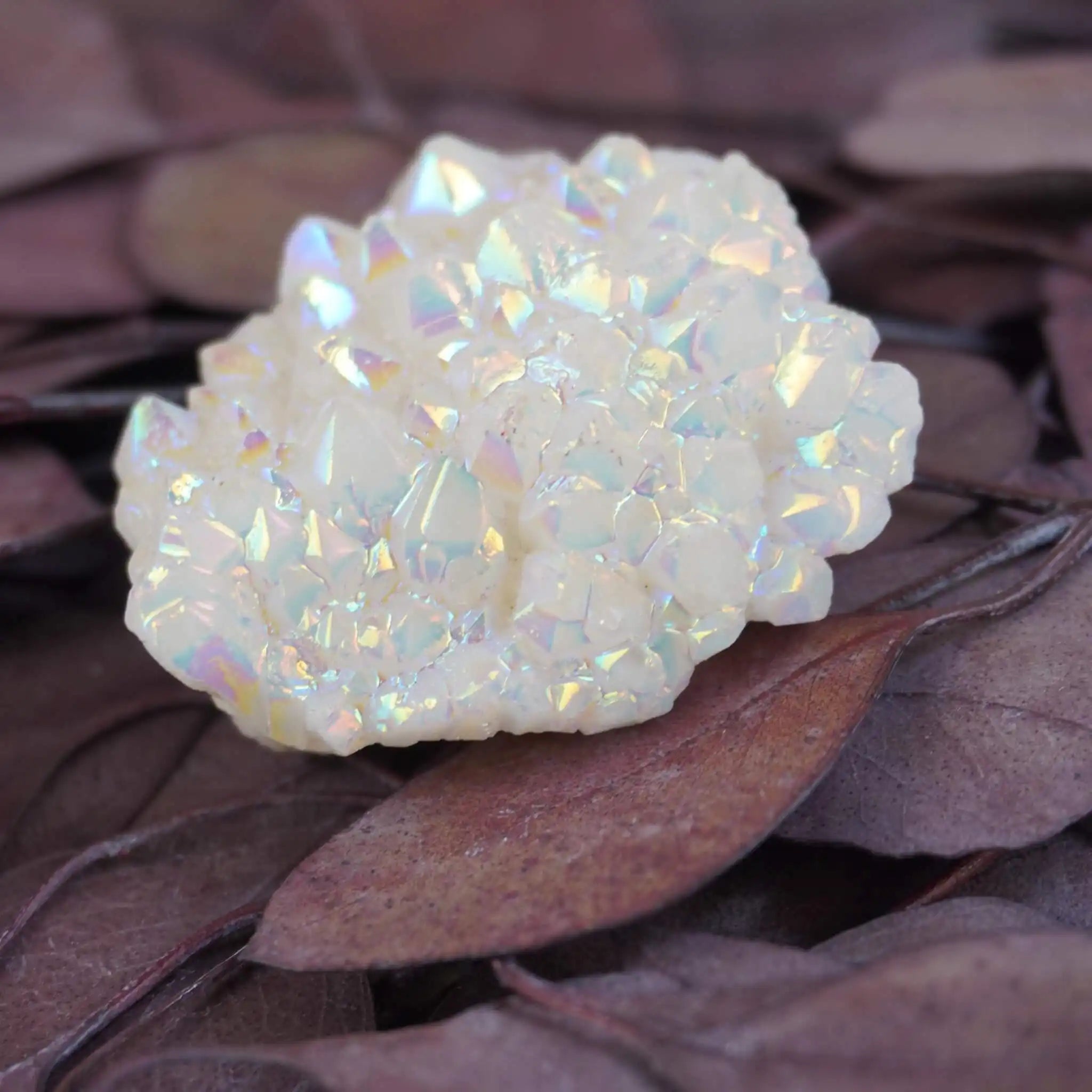Angel Aura Cluster Kristall mit schillernden Regenbogenfarben auf braunen Blättern