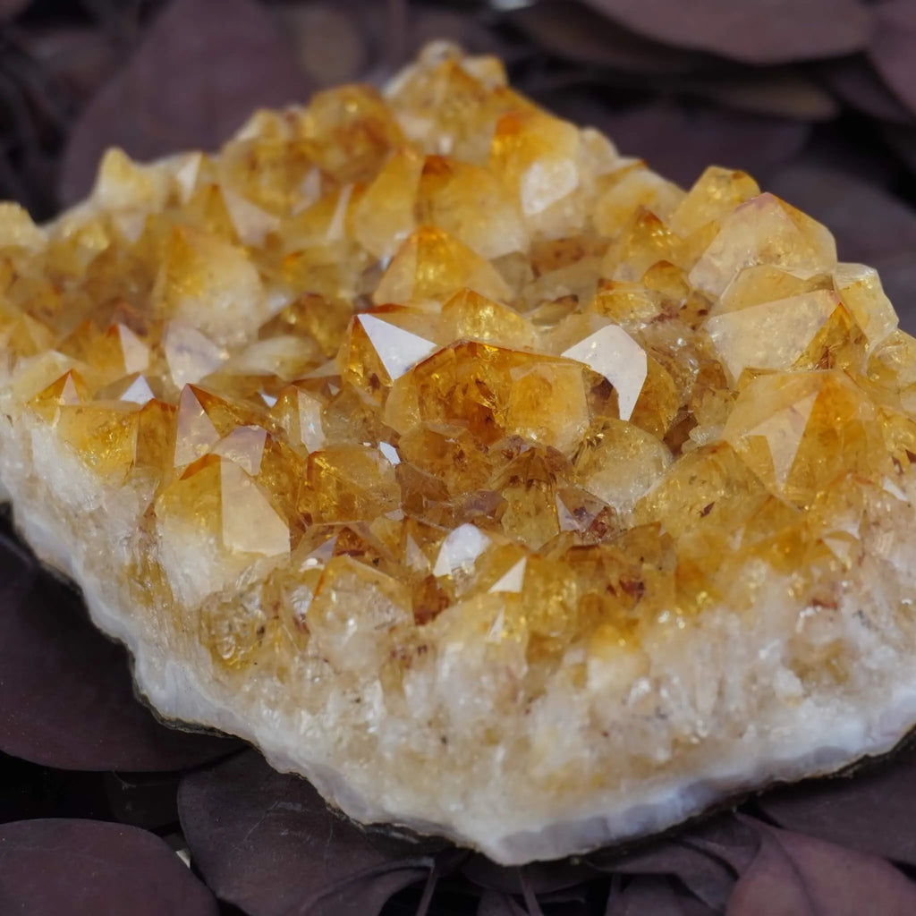 Goldgelbes Citrin Cluster mit vielen funkelnden Spitzen liegend auf dunklen Blättern