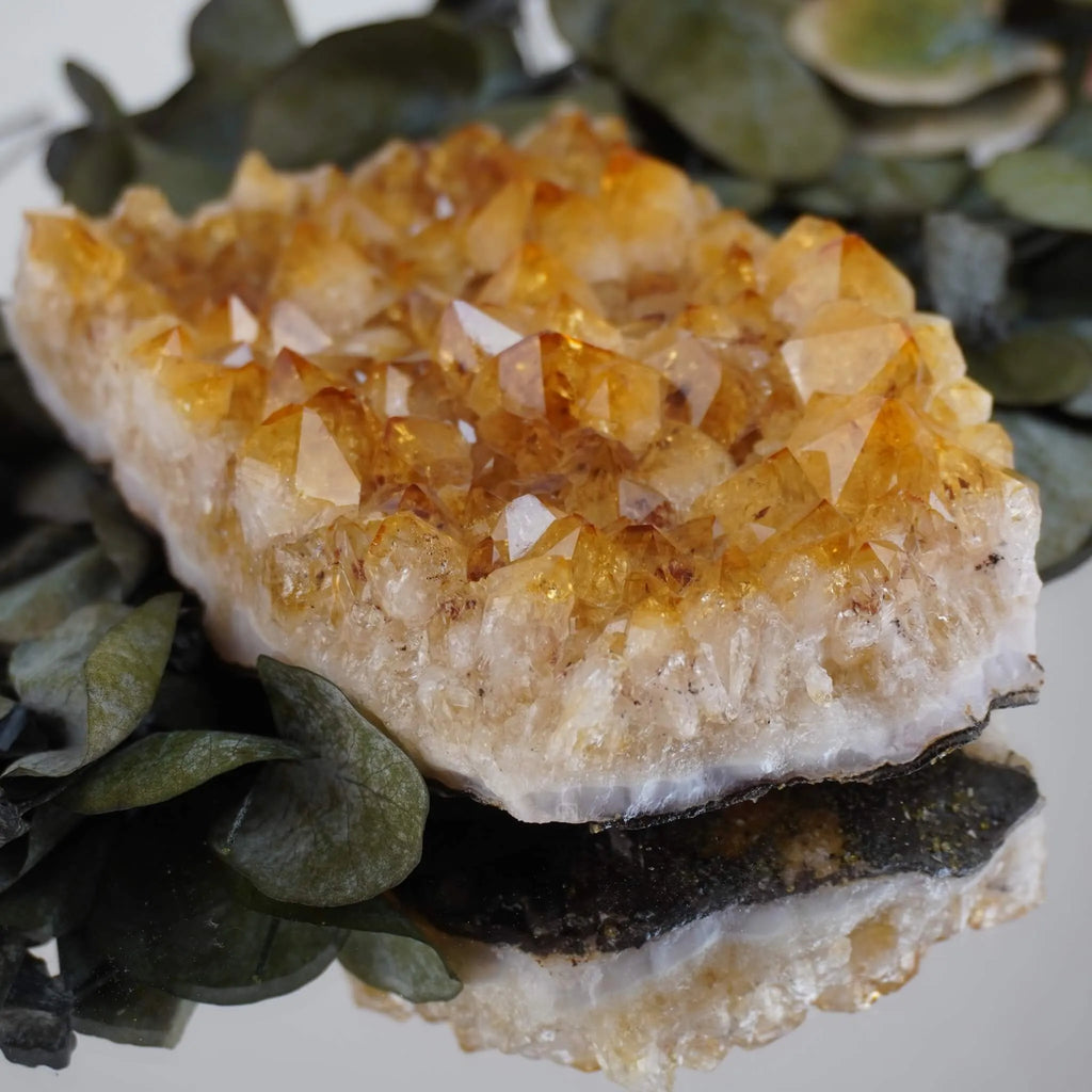 Strahlendes Citrin Cluster auf grünen Eukalyptusblättern mit Spiegelung darunter