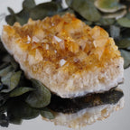 Strahlendes Citrin Cluster auf grünen Eukalyptusblättern mit Spiegelung darunter