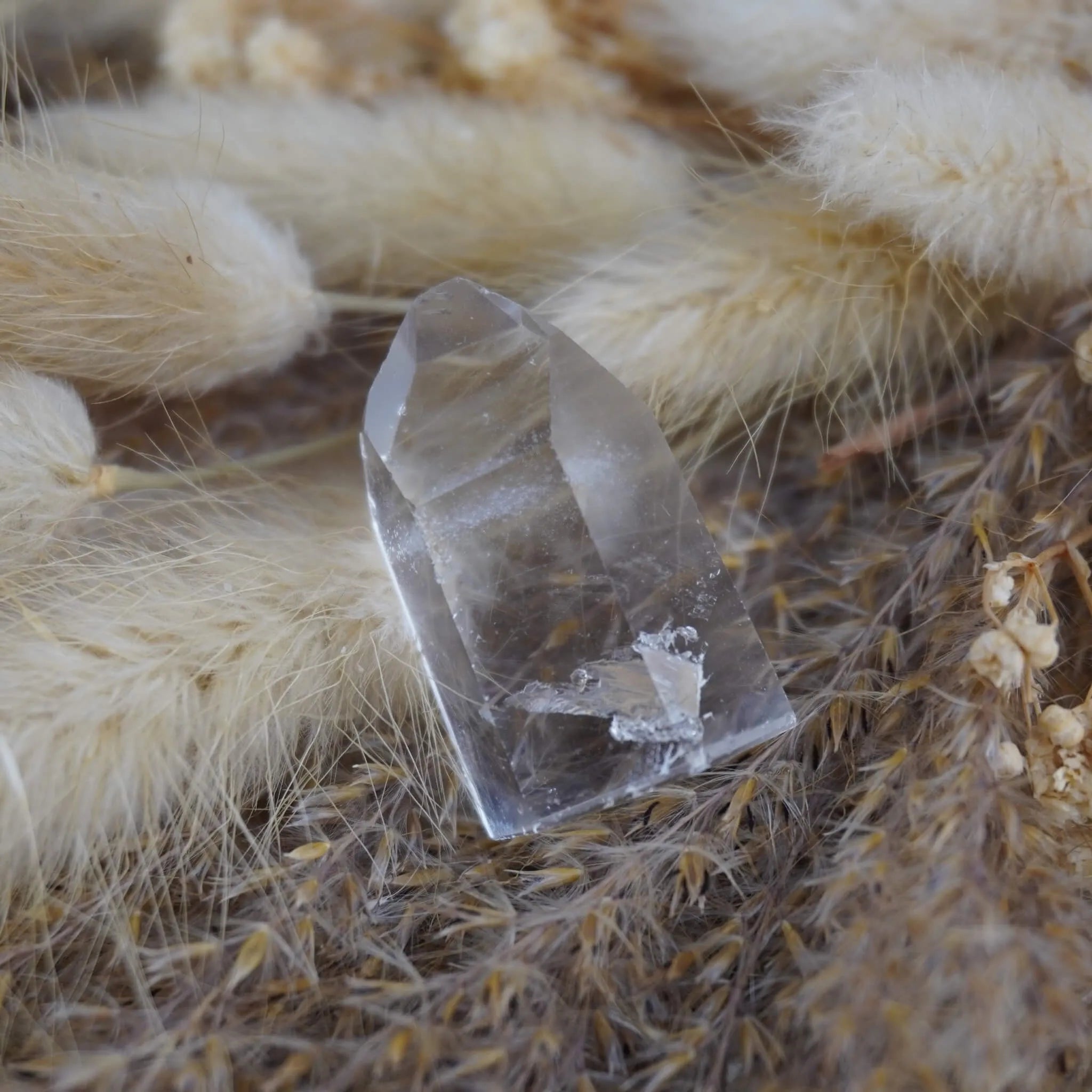Klare Bergkristall Spitze mit Einschlüssen auf beigen Ziergräsern arrangiert