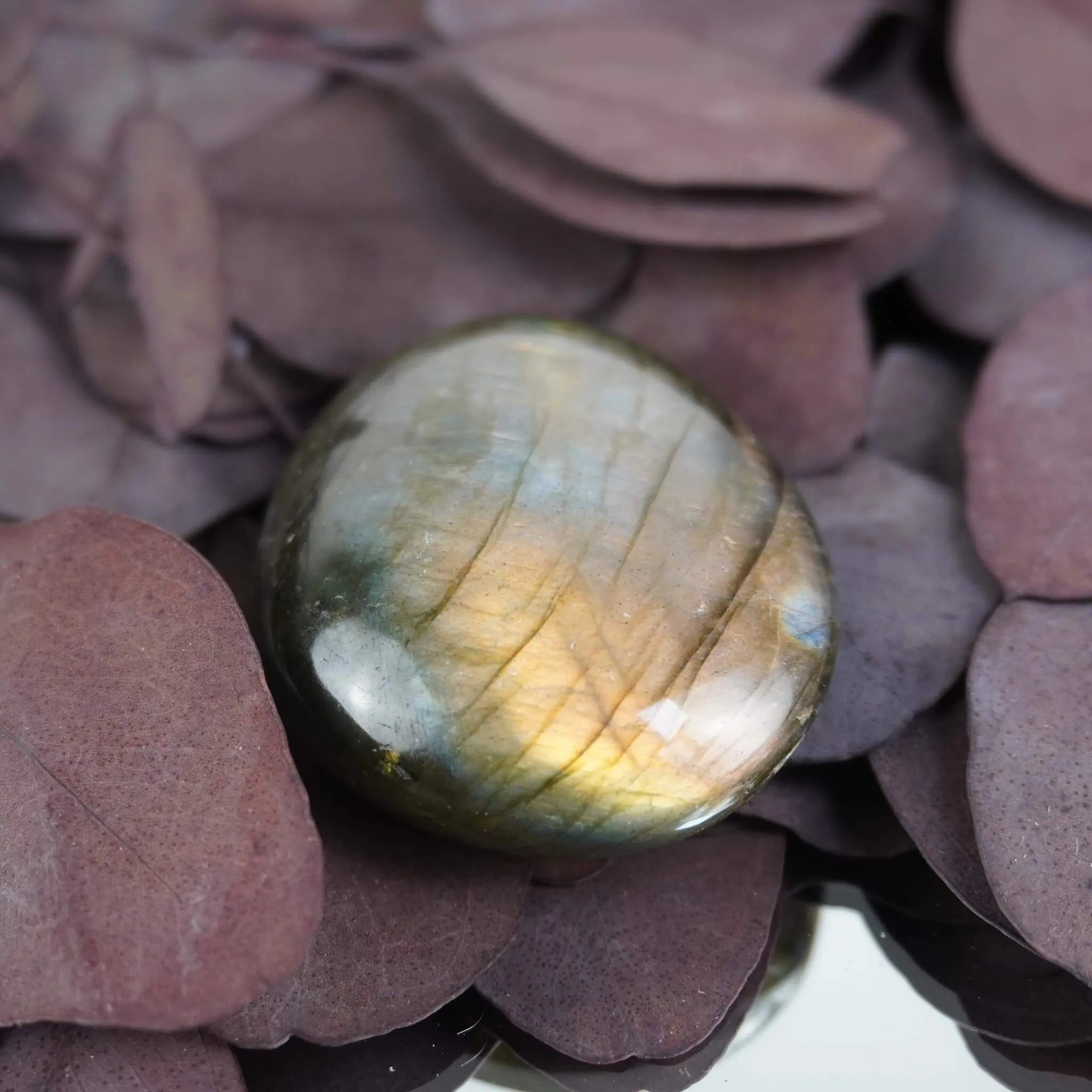 Labradorit Trommelstein mit sanftem goldgrünem Schimmer auf dunklen lila Blättern