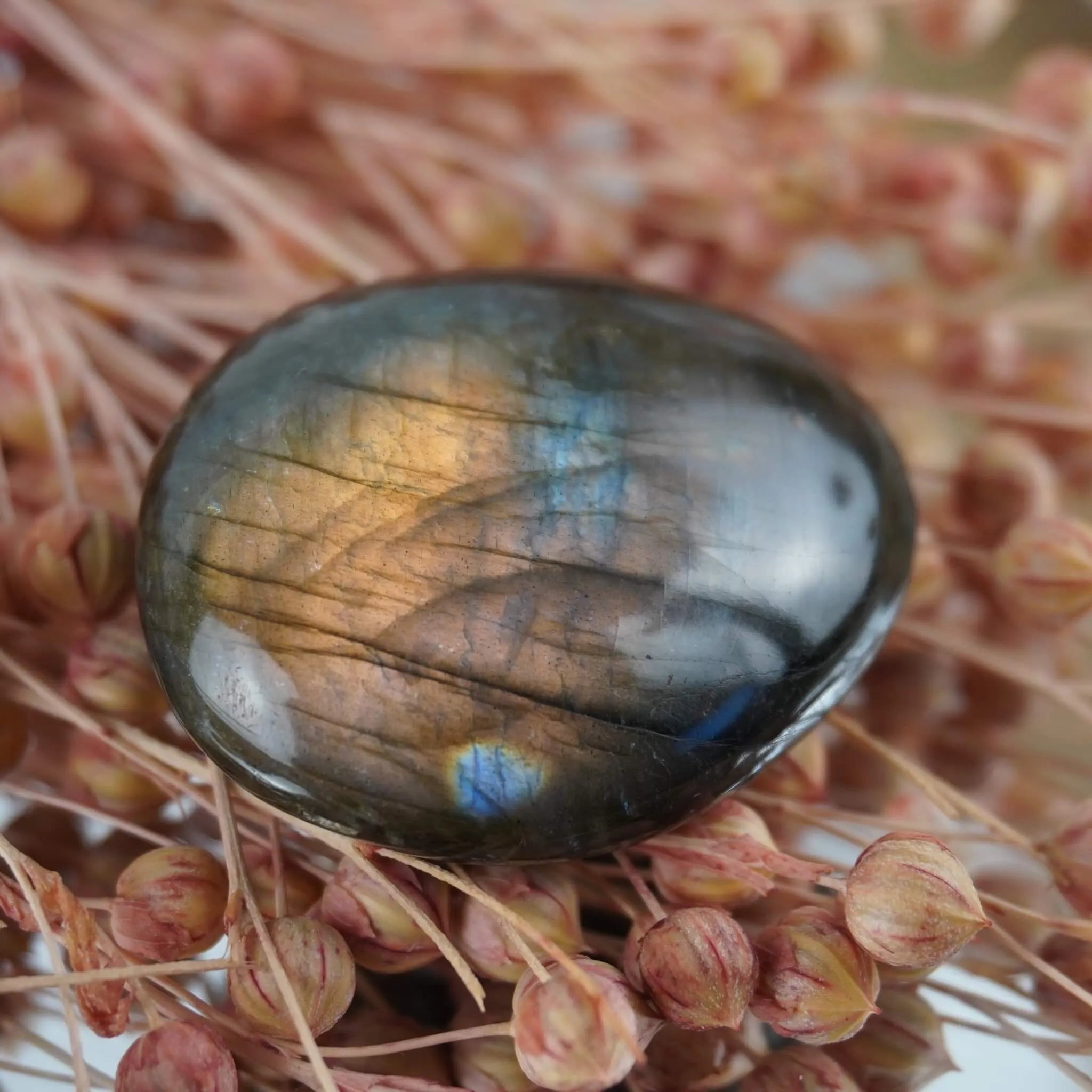 Labradorit Trommelstein mit goldblauer Schillerfarbe auf rosa Trockenblumen