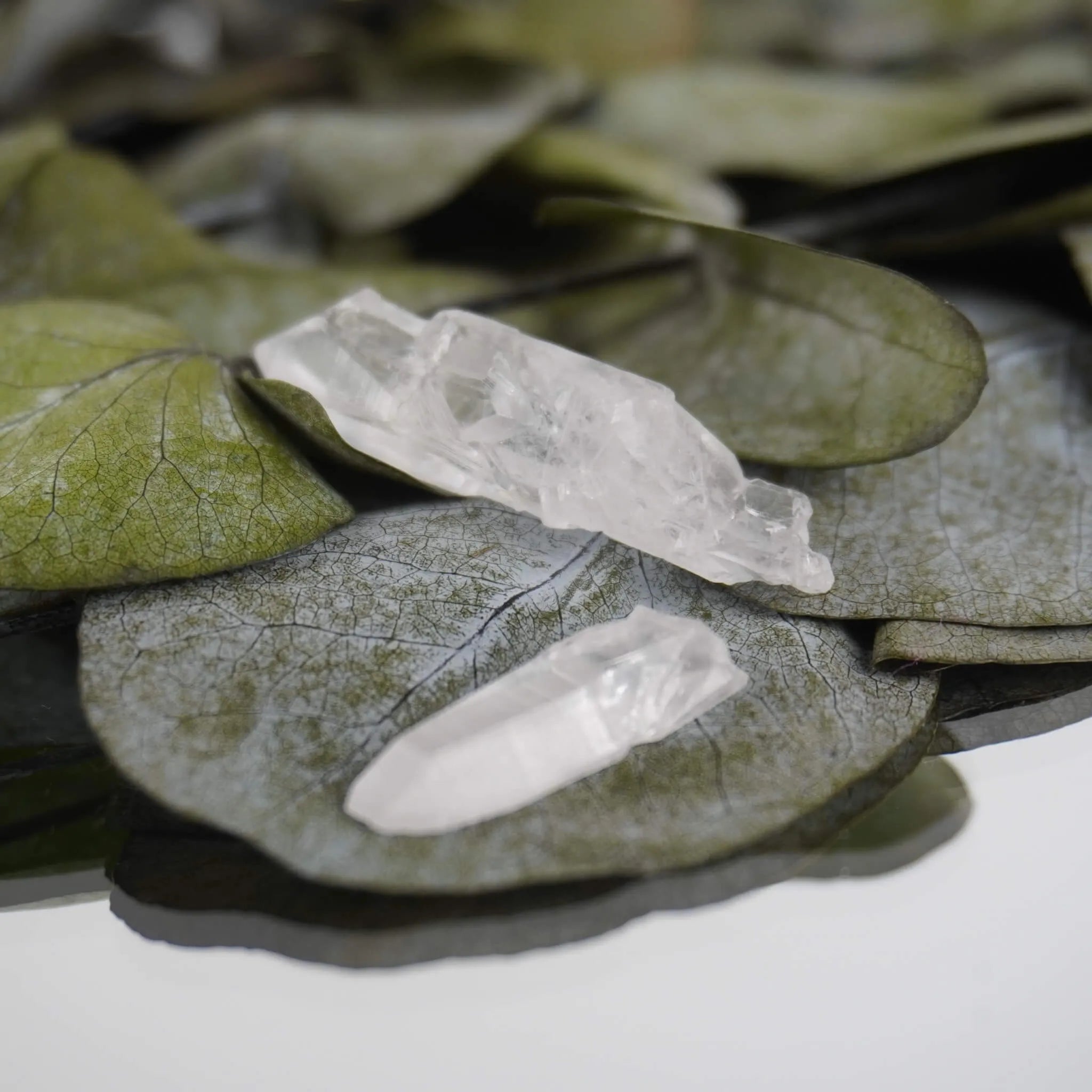 Zwei lemurianische Quarz Spitzen auf grünen Blättern liegend