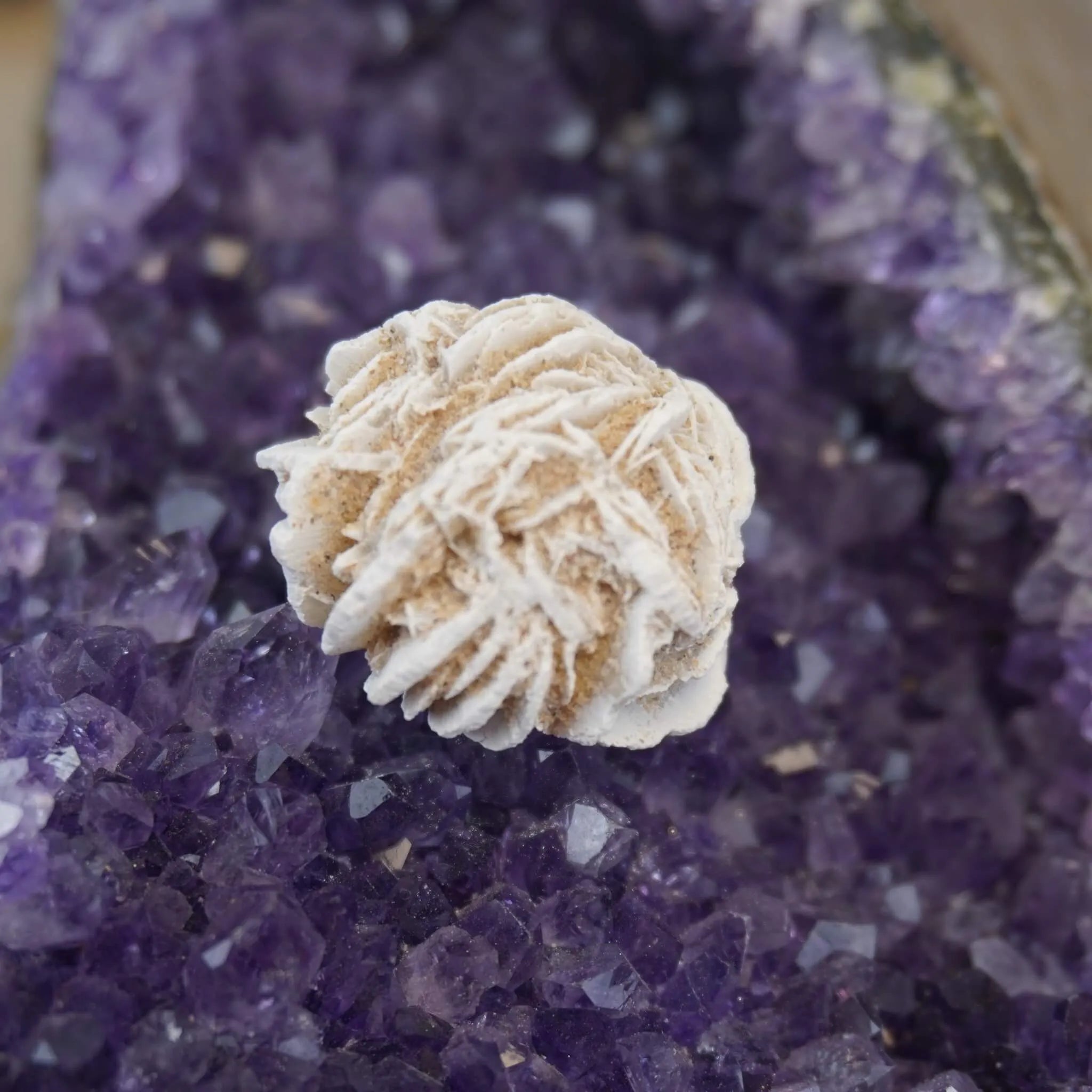 Sandrose Mineral präsentiert auf violetter Amethyst-Druse