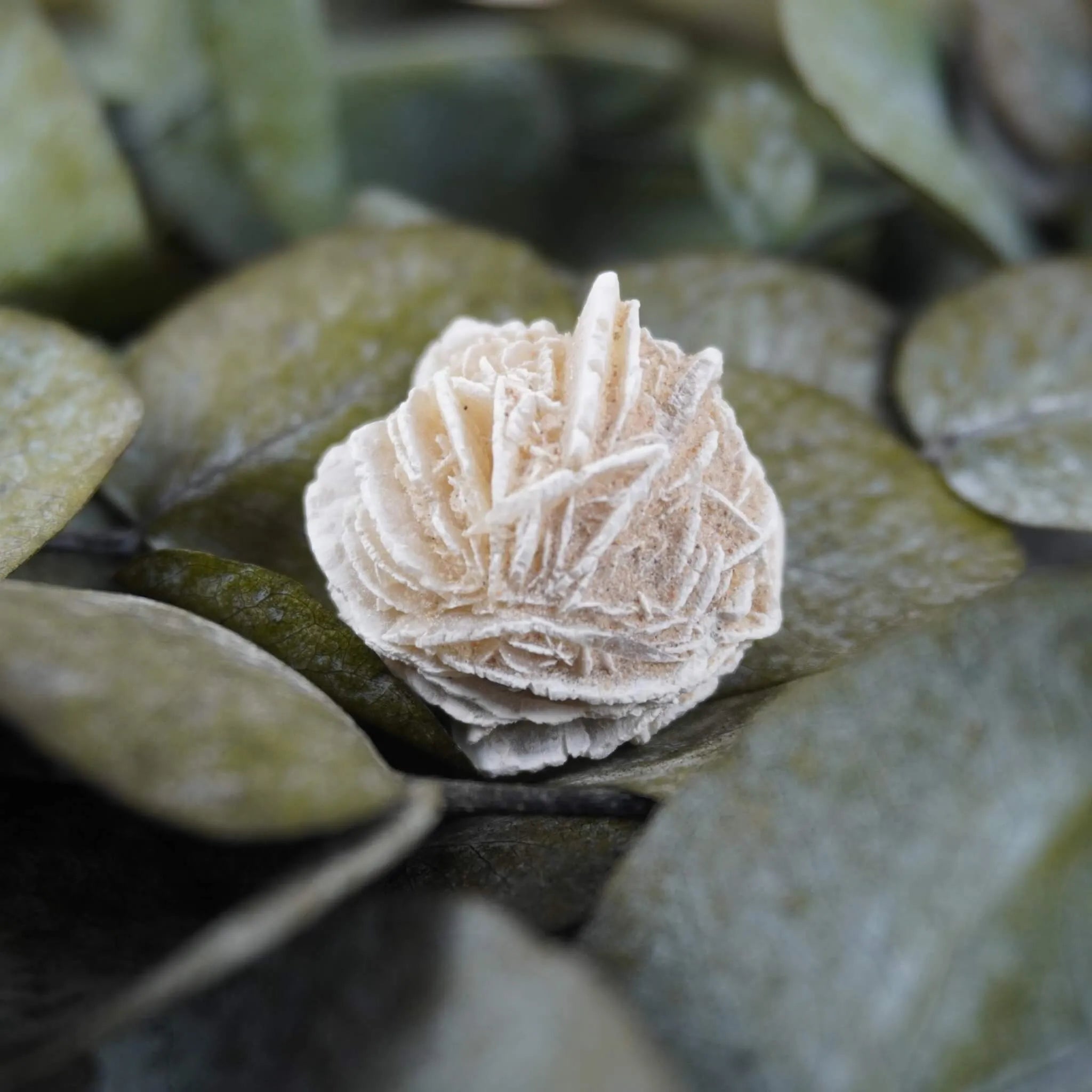 Sandrose Mineral präsentiert auf grünen Eukalyptusblättern