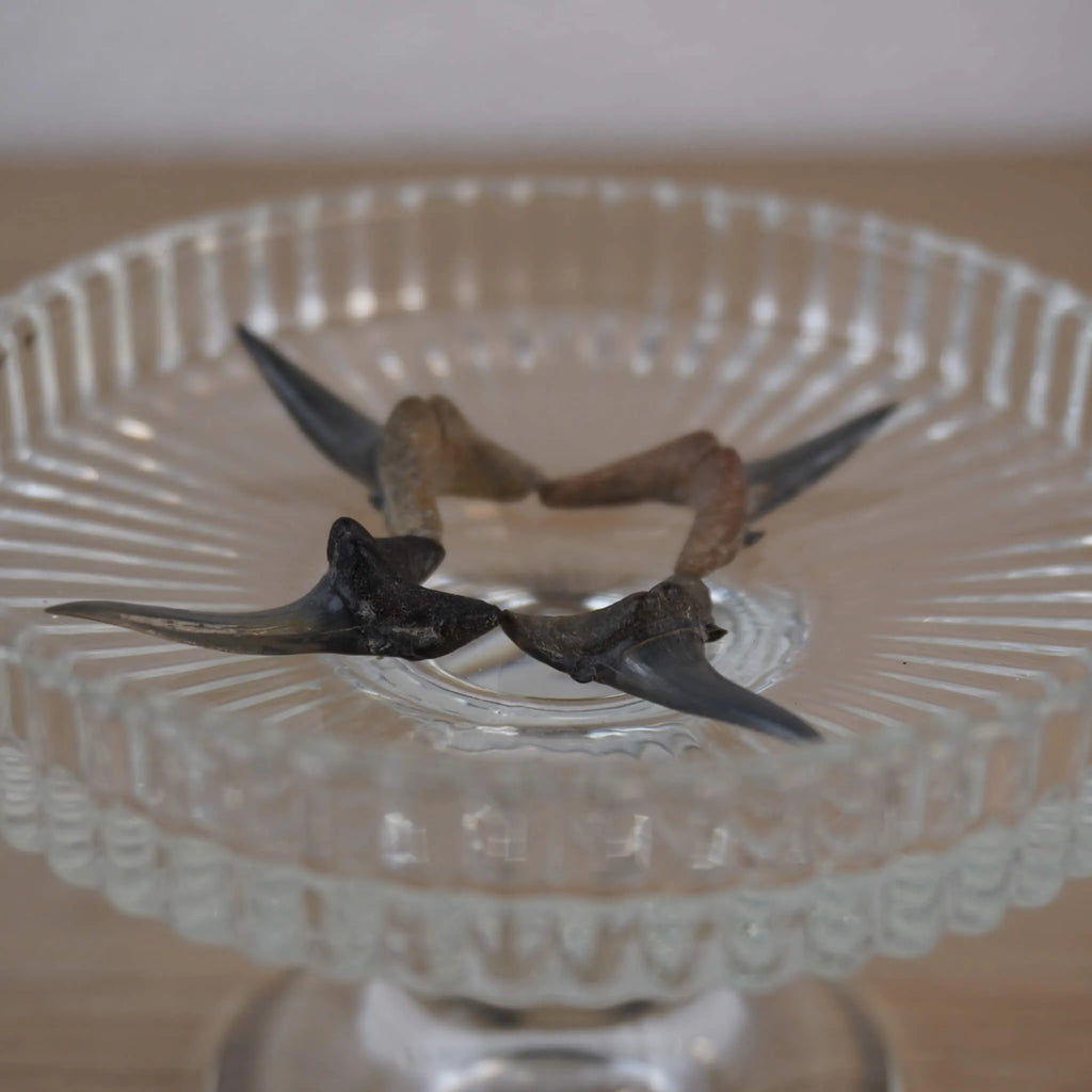 Mehrere versteinerte Haifischzähne auf gläsernem Ständer arrangiert