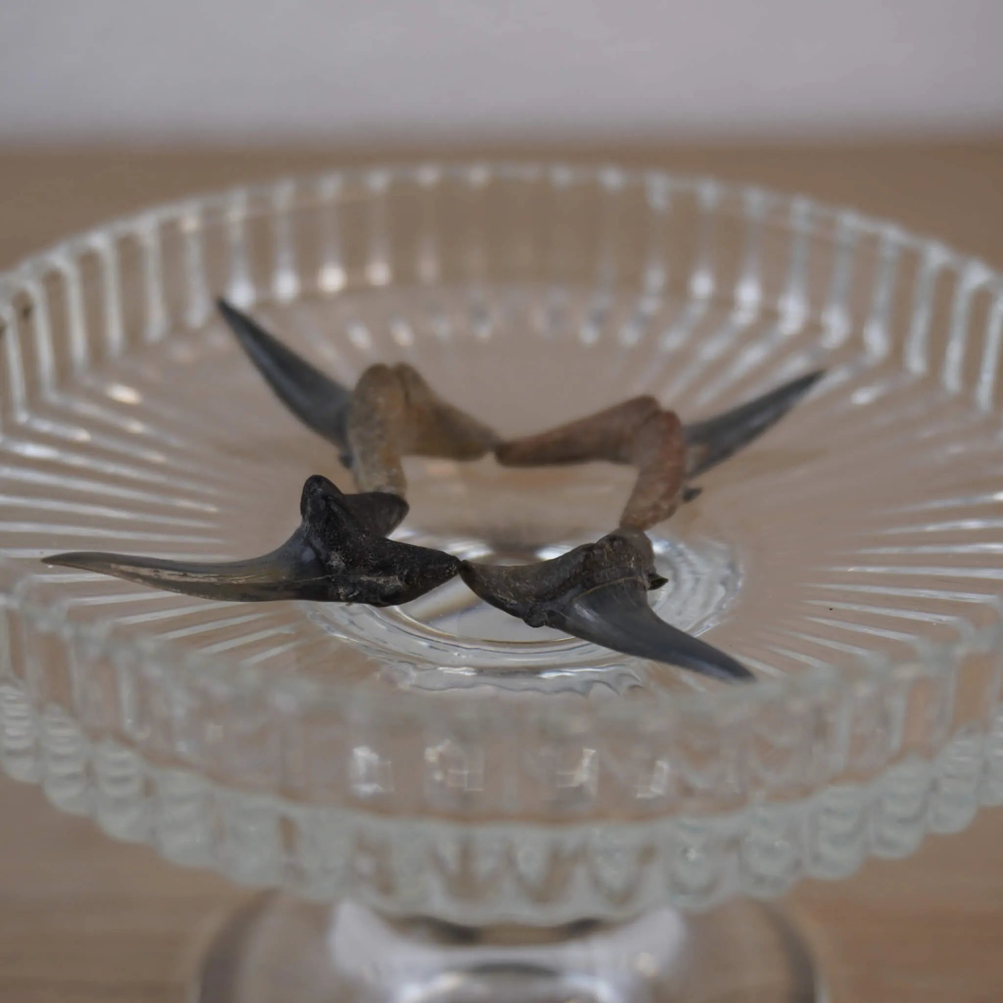 Mehrere versteinerte Haifischzähne auf gläsernem Ständer arrangiert