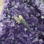 Versteinerter Haifischzahn präsentiert auf violetter Amethyst-Druse