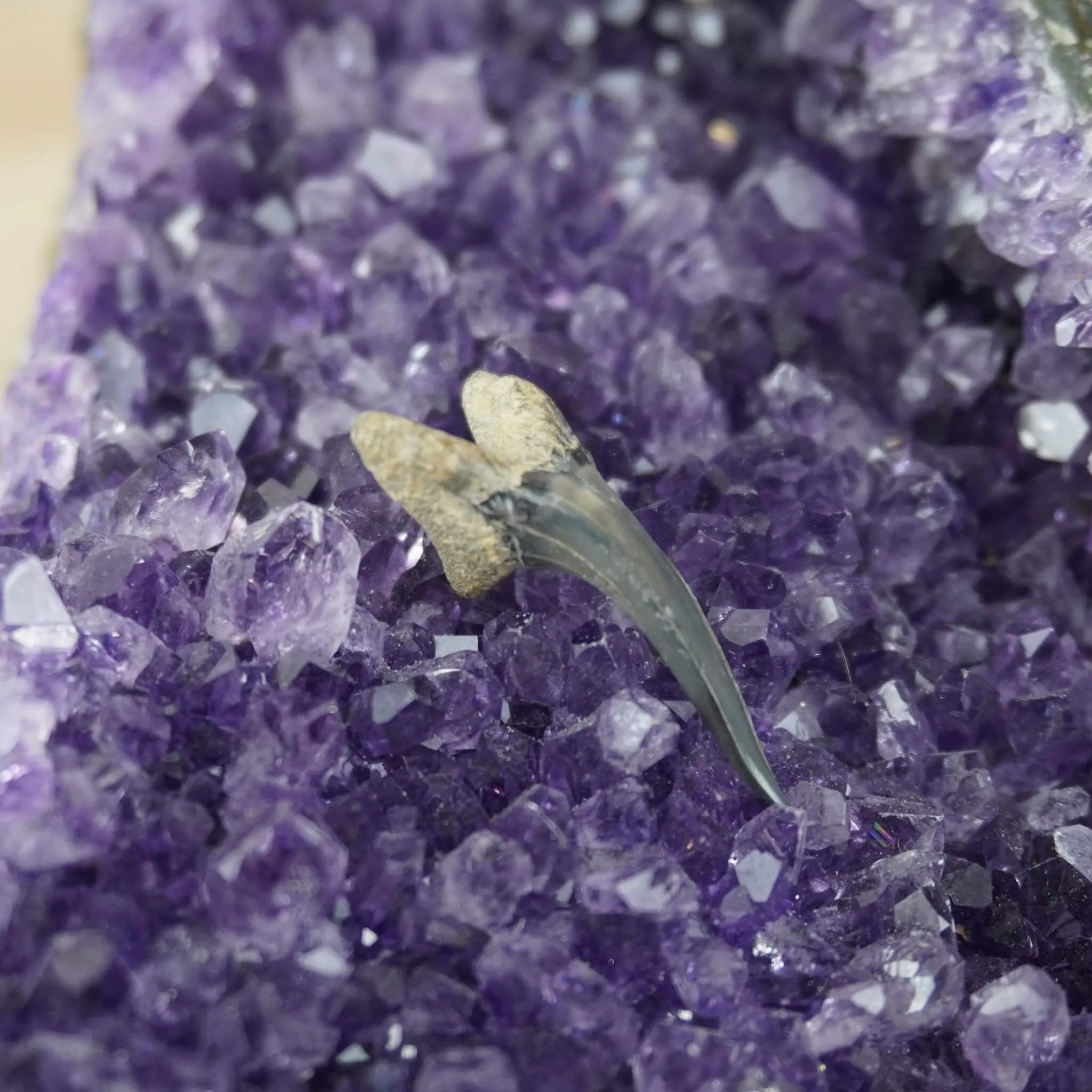 Versteinerter Haifischzahn präsentiert auf violetter Amethyst-Druse