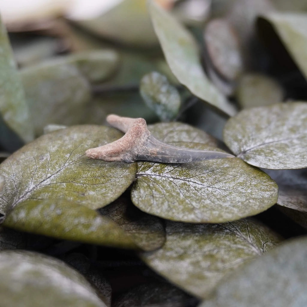 Versteinerter Haifischzahn auf grünen Eukalyptusblättern arrangiert