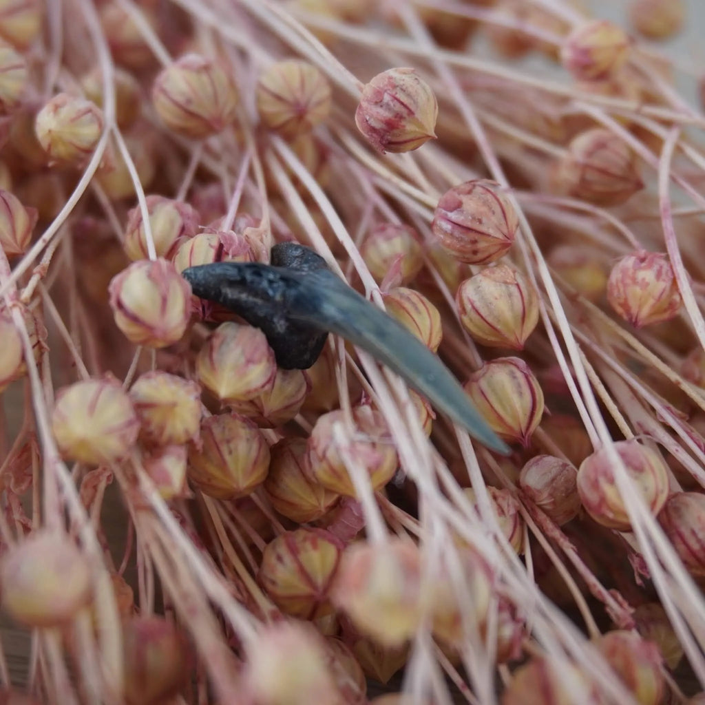Versteinerter Haifischzahn dekoriert auf rosa getrockneten Gräsern