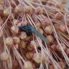 Versteinerter Haifischzahn dekoriert auf rosa getrockneten Gräsern