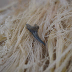 Versteinerter Haifischzahn auf hellen Naturfasern dekoriert