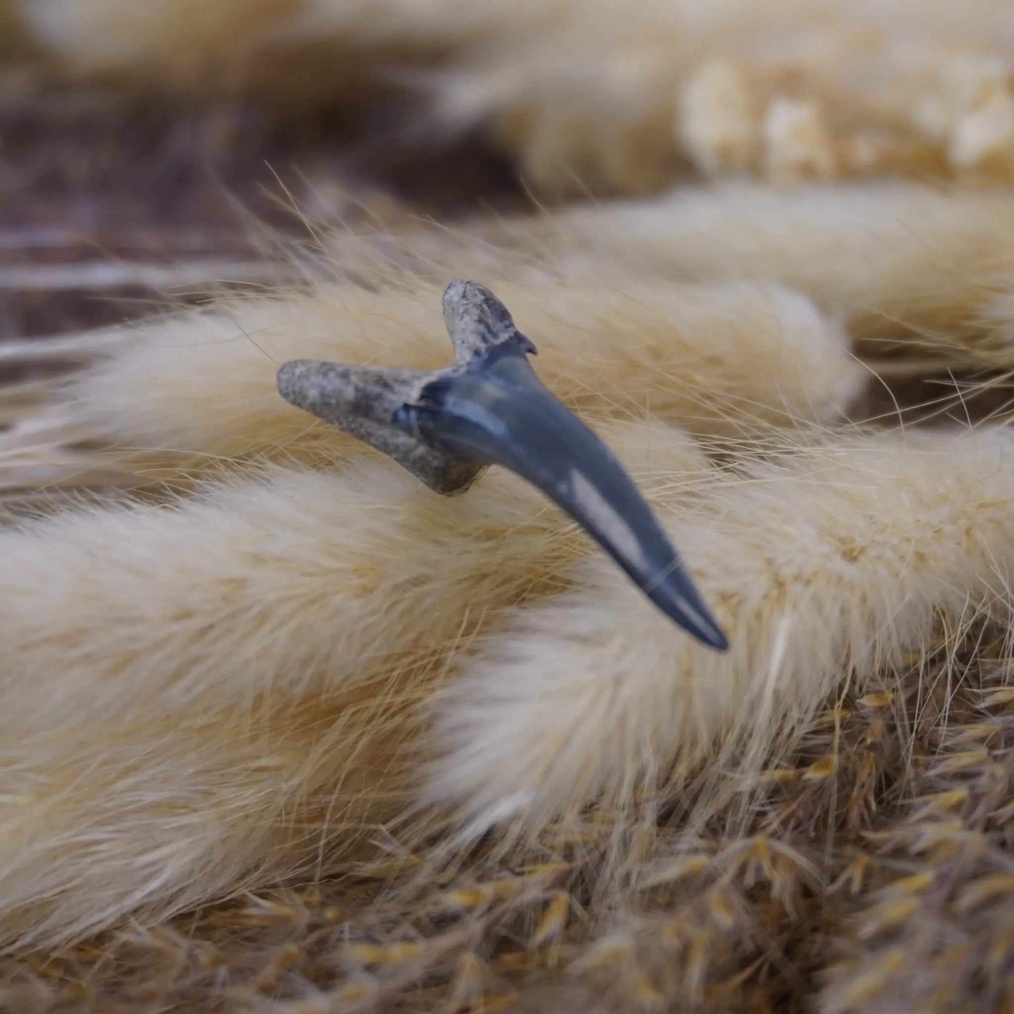 Versteinerter Haifischzahn auf beigen flauschigen Trockenpflanzen