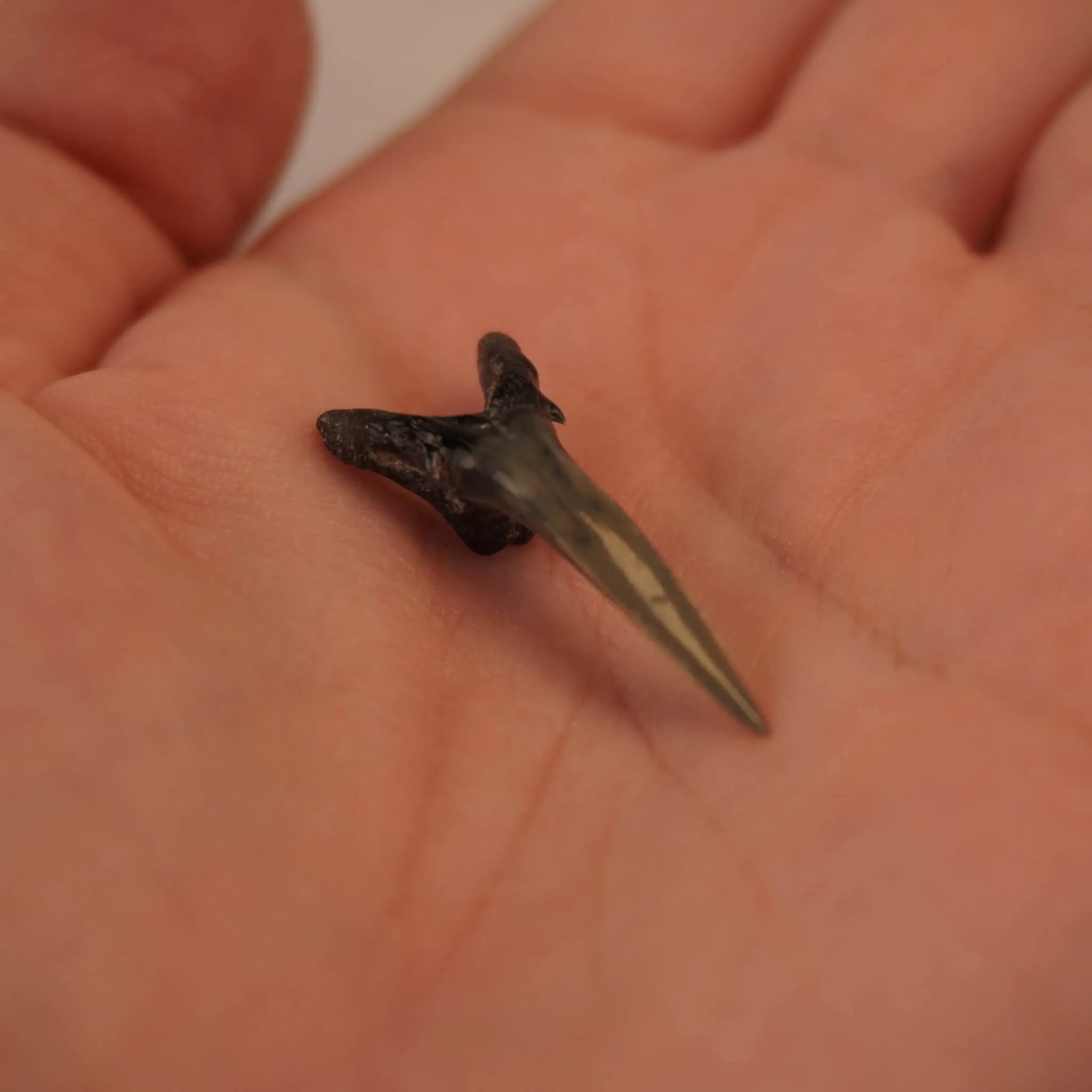 Versteinerter Haifischzahn in einer geöffneten Hand