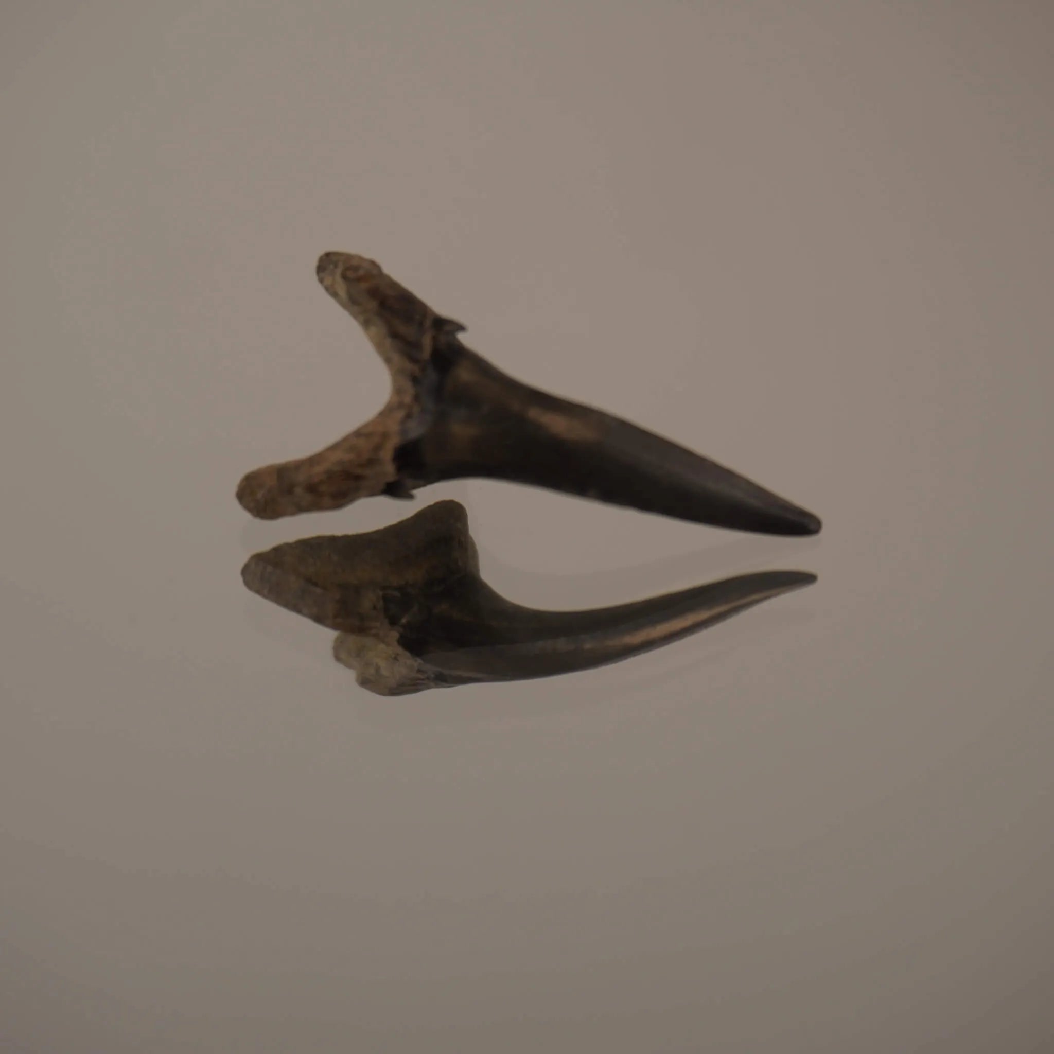 Versteinerter Haifischzahn mit Spiegelung auf glänzender Oberfläche