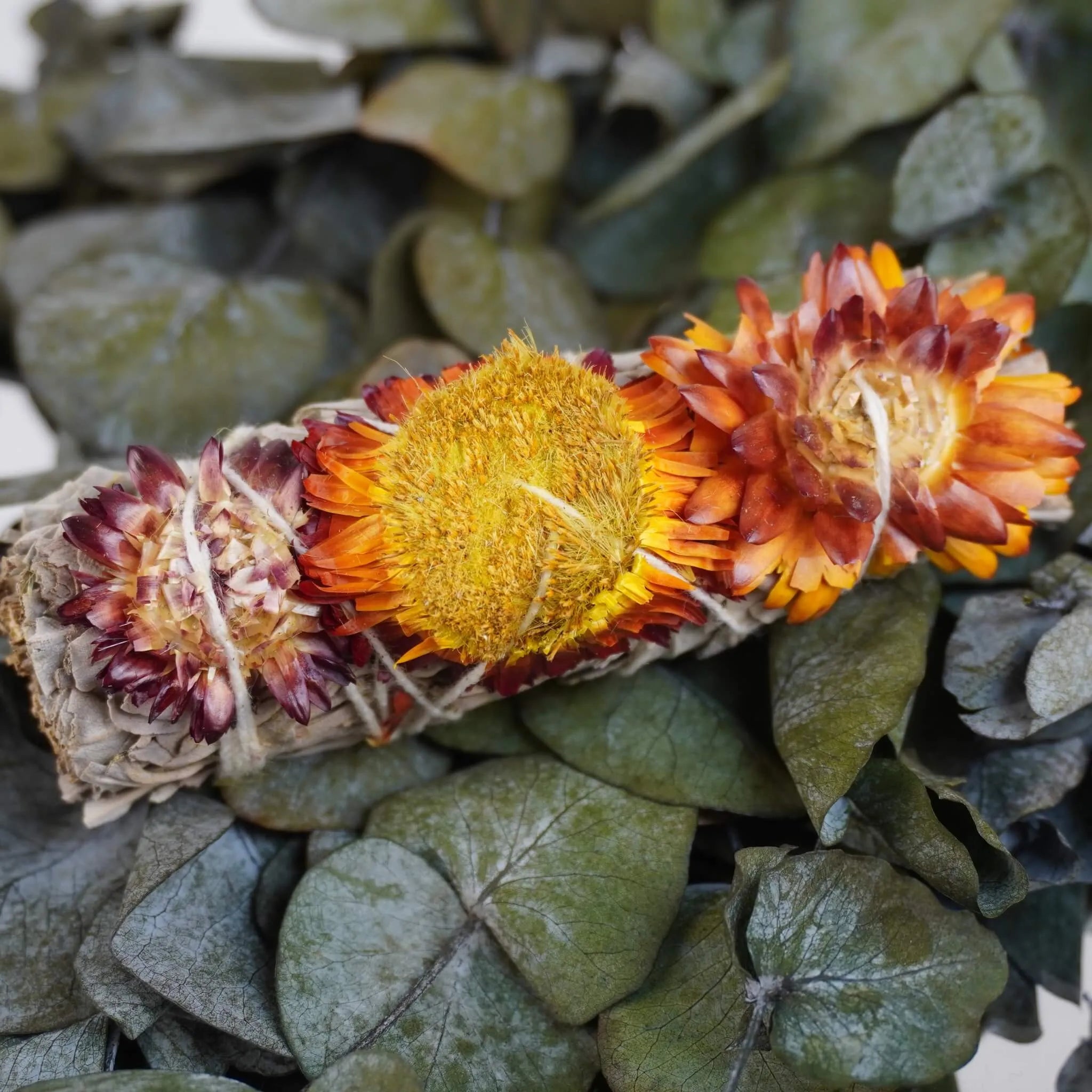 Weißer Salbei Räucherbündel mit leuchtenden Siempreviva Blüten auf dunklen Eukalyptusblättern arrangiert